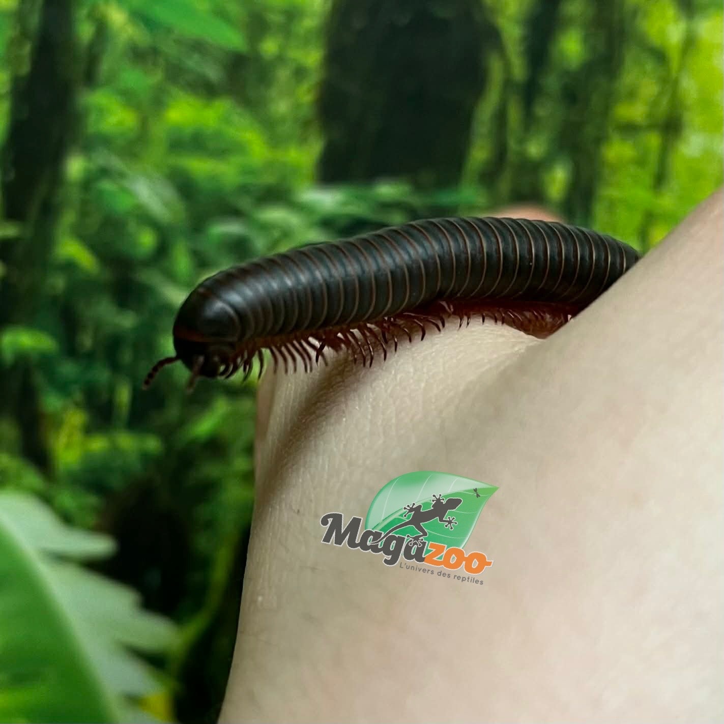 Magazoo Large North American millipede (Narceus americanus) Captive Born