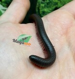 Magazoo Mille-pattes américain LARGE (Narceus americanus) Né en captivité