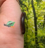 Magazoo Mille-pattes américain  PETIT  (Narceus americanus)