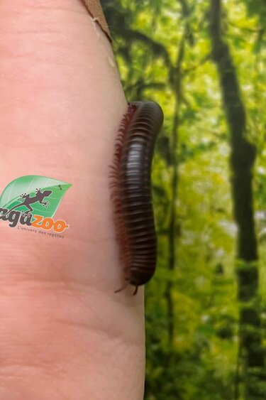 Magazoo Small North American millipede (Narceus americanus)