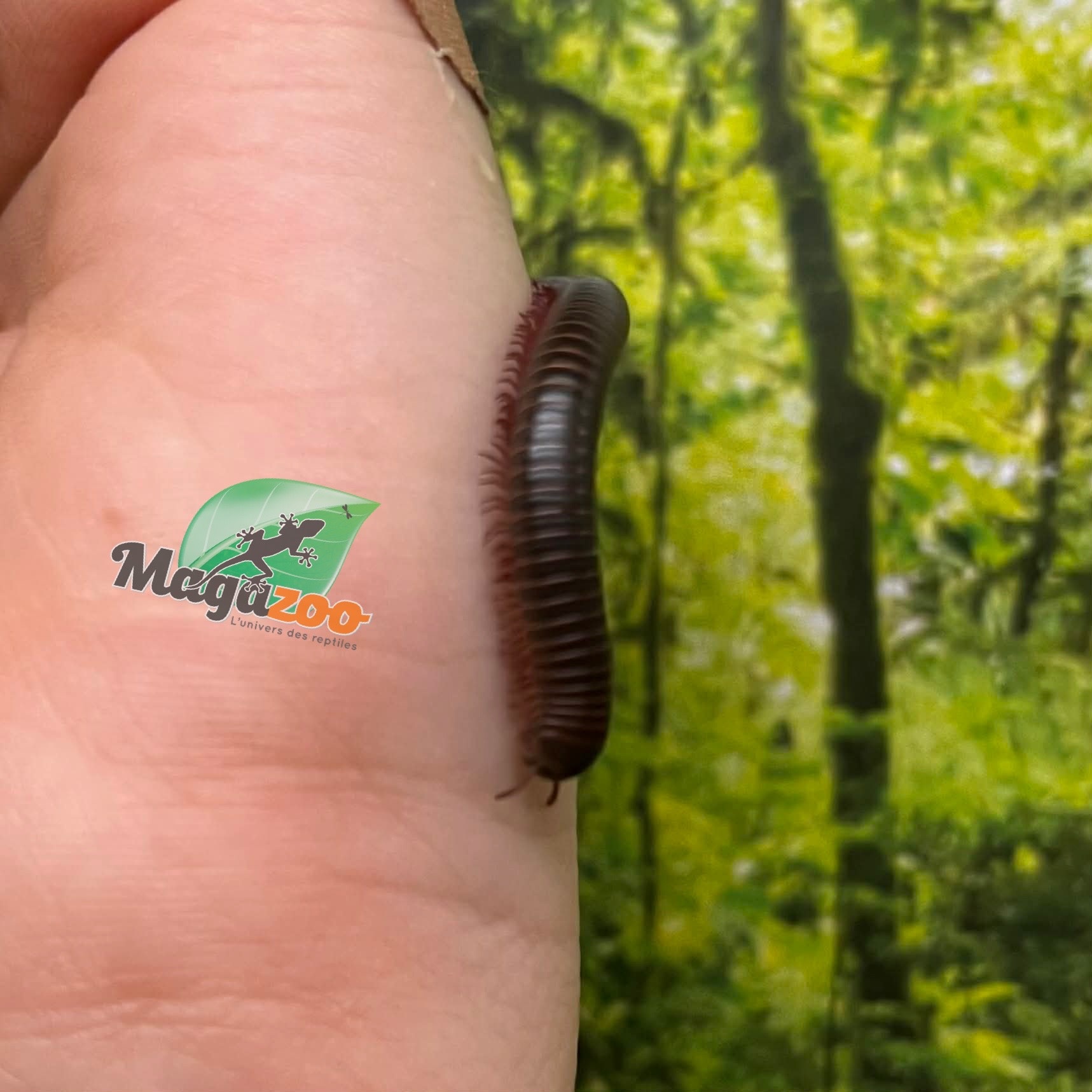 Magazoo Small North American millipede (Narceus americanus)
