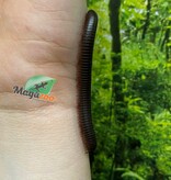 Magazoo Mille-pattes américain  PETIT  (Narceus americanus)