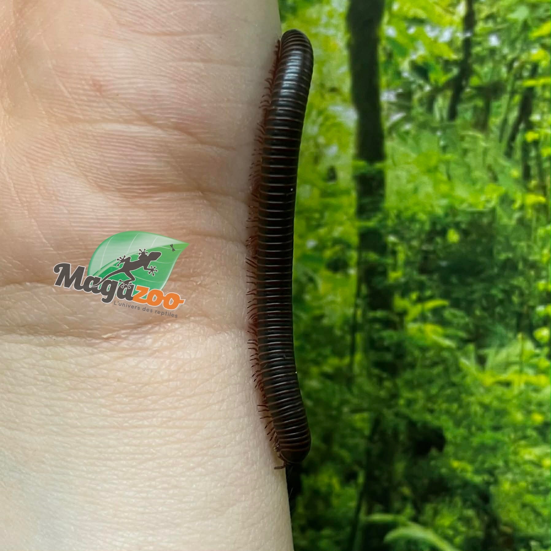 Magazoo Mille-pattes américain  PETIT  (Narceus americanus)