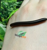 Magazoo Small North American millipede (Narceus americanus)