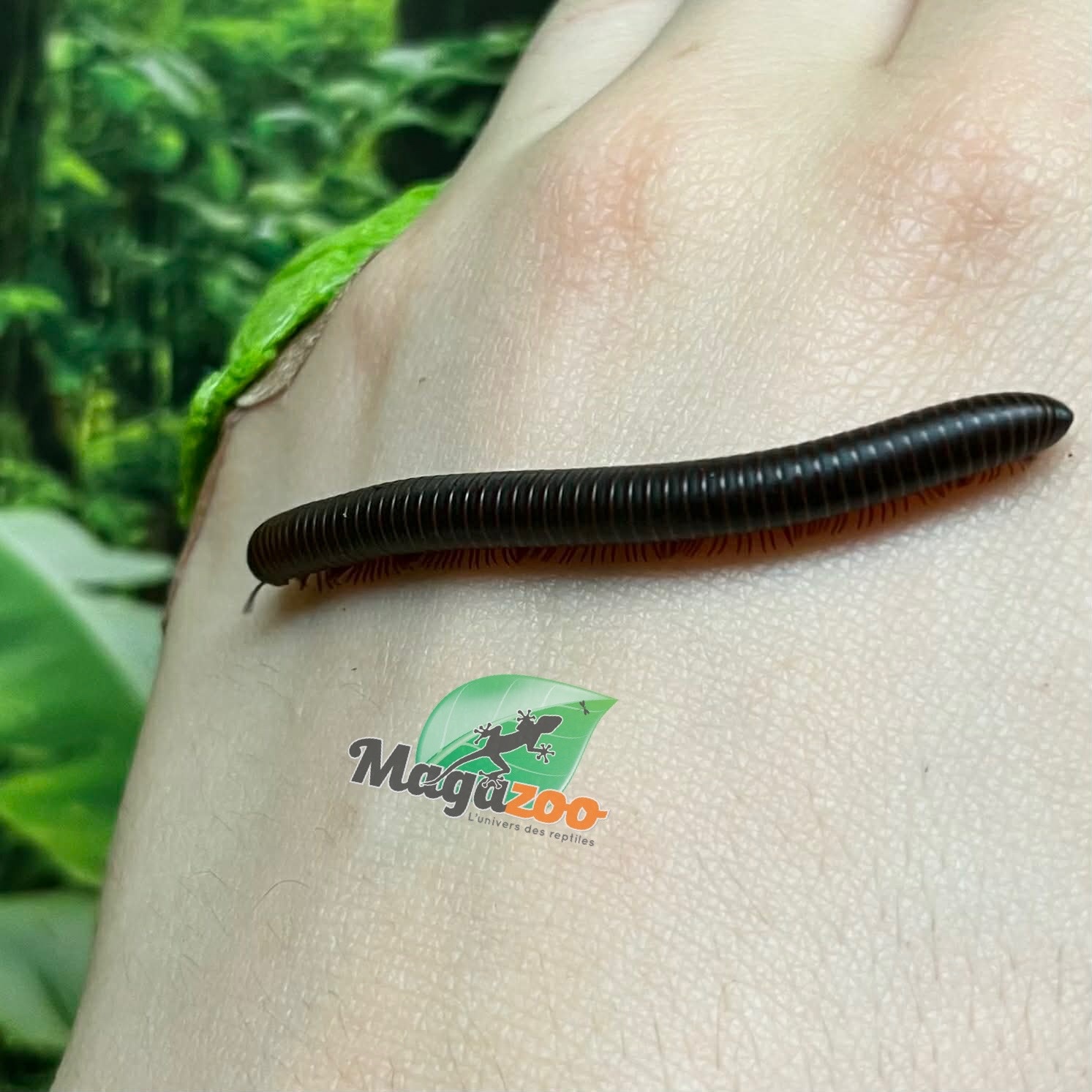 Magazoo Small North American millipede (Narceus americanus)