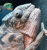 Magazoo Caméléon Crocodile Femelle (Possible F. pardalis X F. verrucosus) né en captivité janvier 2025