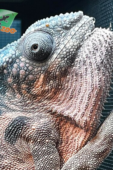 Magazoo Female Spiny chameleon X  Femelle (Fucifer verrucosus) Captive Born in January 2025