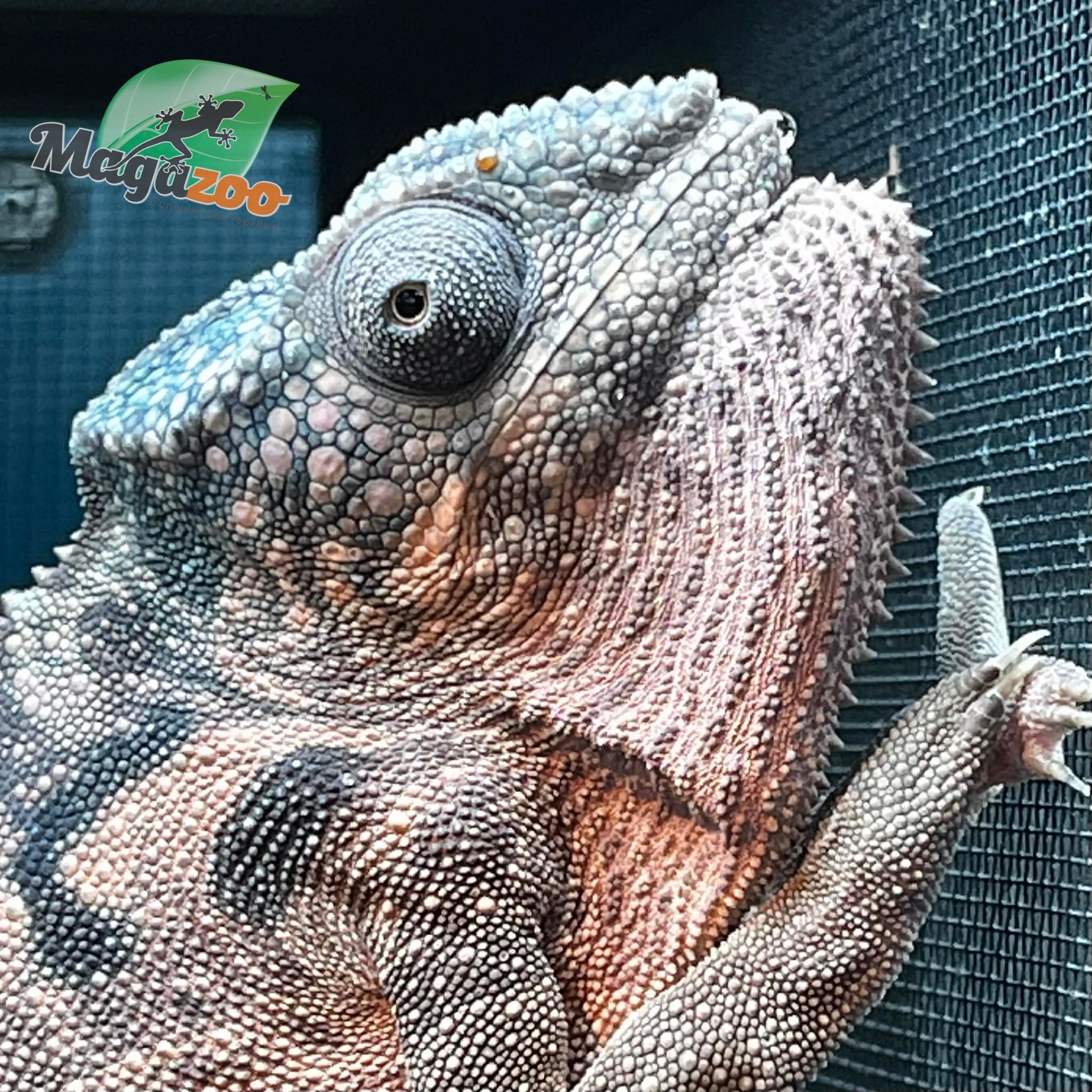 Magazoo Female Spiny chameleon X  Femelle (Fucifer verrucosus) Captive Born in January 2025