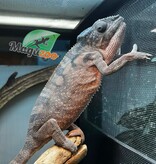 Magazoo Female Spiny chameleon X  Femelle (Fucifer verrucosus) Captive Born in January 2025
