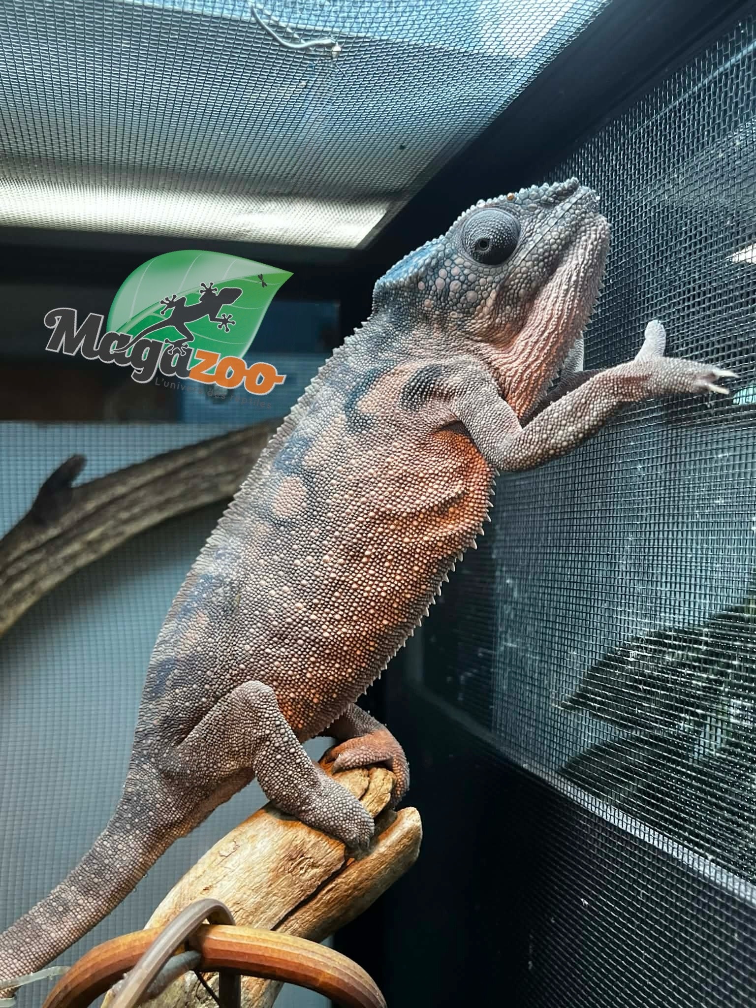 Magazoo Female Spiny chameleon X  Femelle (Fucifer verrucosus) Captive Born in January 2025