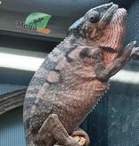 Magazoo Female Spiny chameleon X  Femelle (Fucifer verrucosus) Captive Born in January 2025