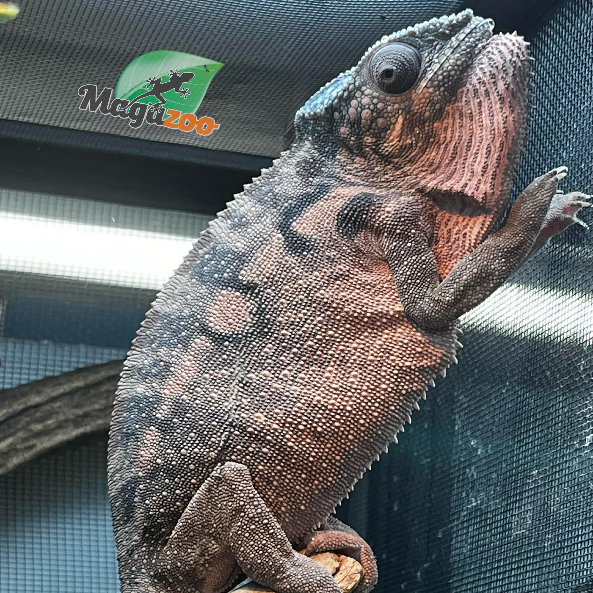 Magazoo Female Spiny chameleon X  Femelle (Fucifer verrucosus) Captive Born in January 2025