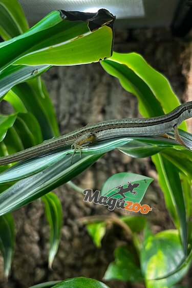 Magazoo Long tailed grass lizard