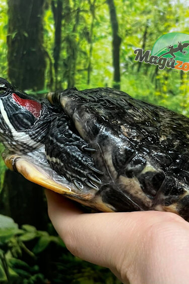 Magazoo Female, 15 years old Red-eared slider turtle (5 inches/malformed shell) / 2nd chance / Adoption