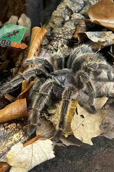 Magazoo Female Chilean Rose Tarantula (4.5") Sold with 18x12x12 Tarantula cribs Terrarium / Grammostola porteri