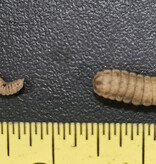 Magazoo Larves de mouche soldat / Soldier fly larvae (grosseur mini) 100