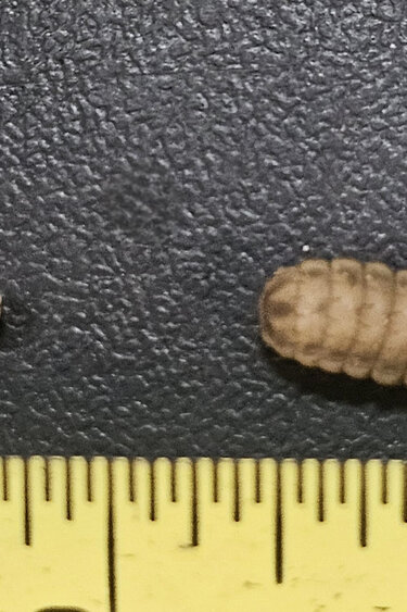 Magazoo Soldier fly larvae (mini size) 100