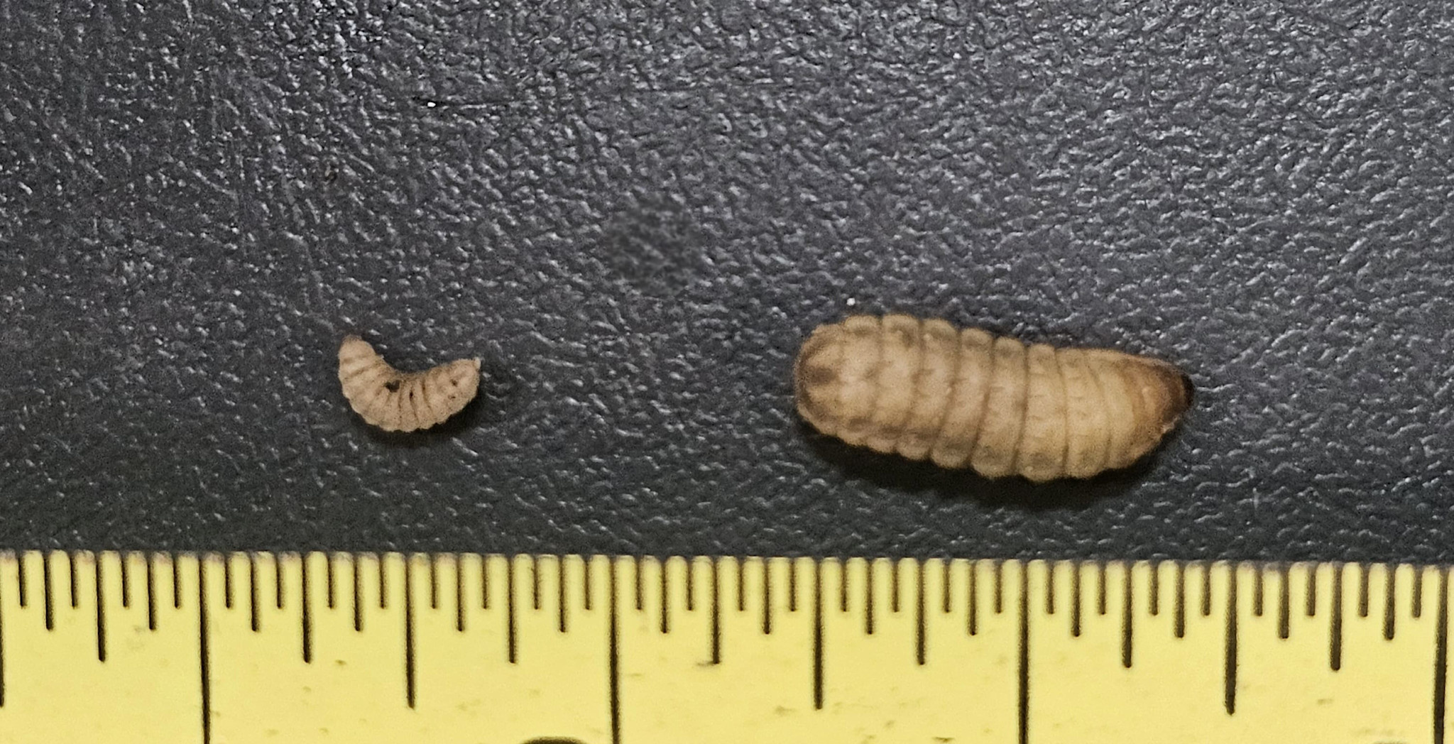 Magazoo Soldier fly larvae (mini size) 100