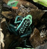 Magazoo Pleasing poison frog (Ameerega bassleri sisa)
