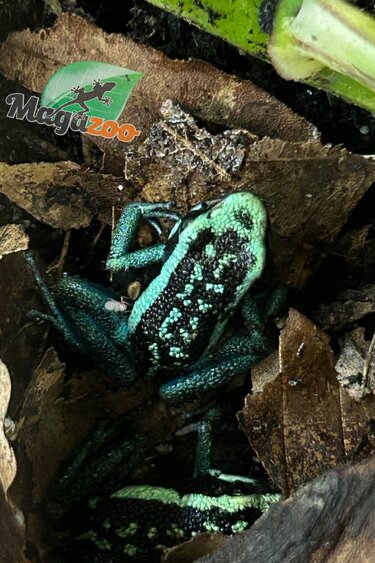 Magazoo Grenouille poison (Ameerega bassleri sisa)