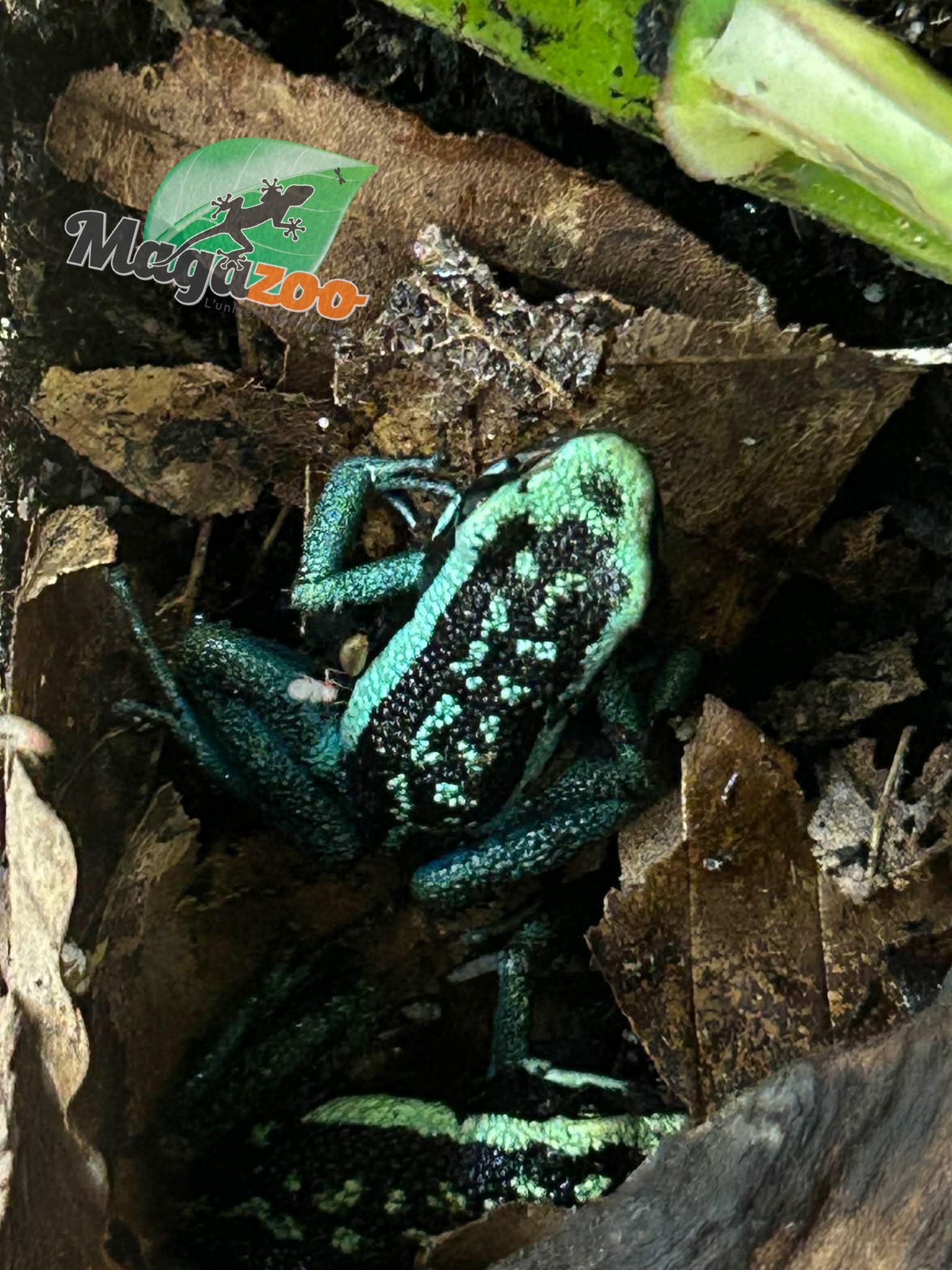 Magazoo Pleasing poison frog (Ameerega bassleri sisa)