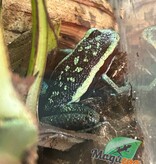 Magazoo Grenouille poison (Ameerega bassleri sisa)