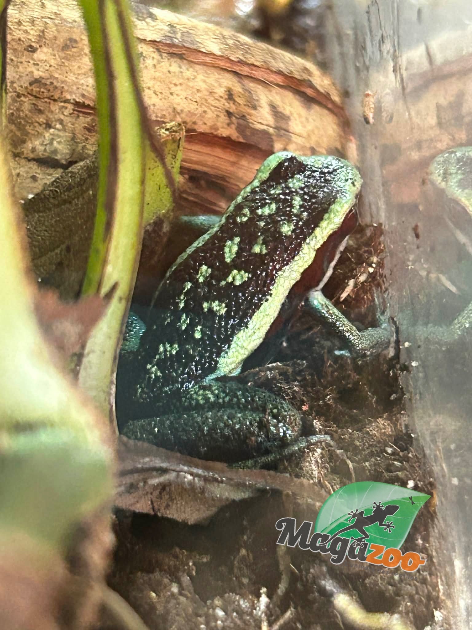 Magazoo Grenouille poison (Ameerega bassleri sisa)