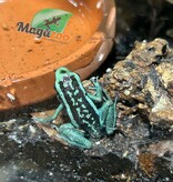 Magazoo Grenouille poison (Ameerega bassleri sisa)