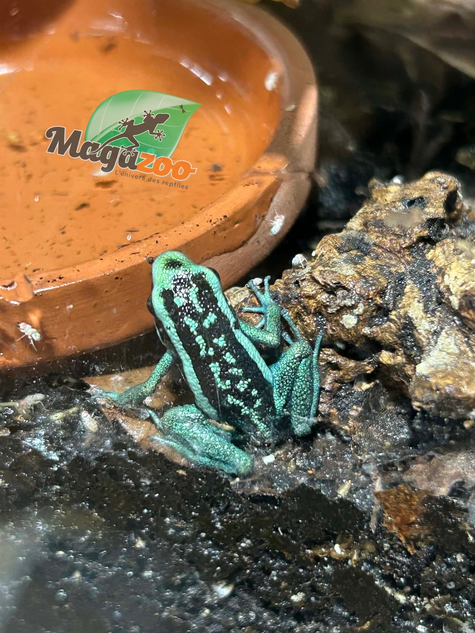Magazoo Pleasing poison frog (Ameerega bassleri sisa)