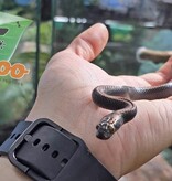 Magazoo Serpent des maisons africain noir Mâle 2022 #1