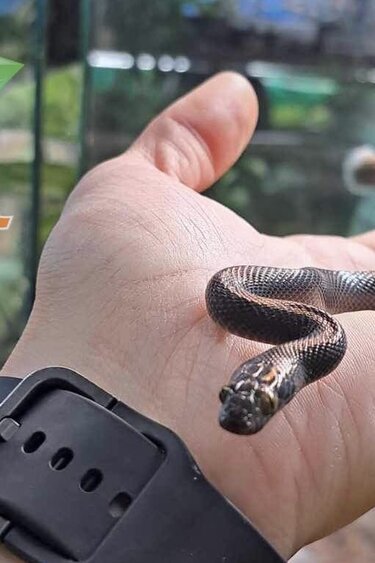 Magazoo Male Black African House Snake 2022 #1