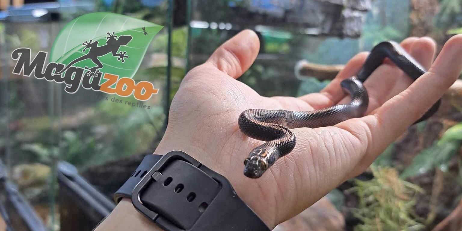 Magazoo Male Black African House Snake 2022 #1