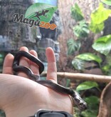 Magazoo Male Black African House Snake 2022 #1