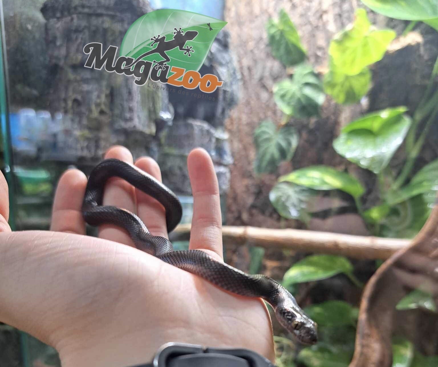 Magazoo Male Black African House Snake 2022 #1