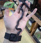 Magazoo Male Black African House Snake 2022 #1