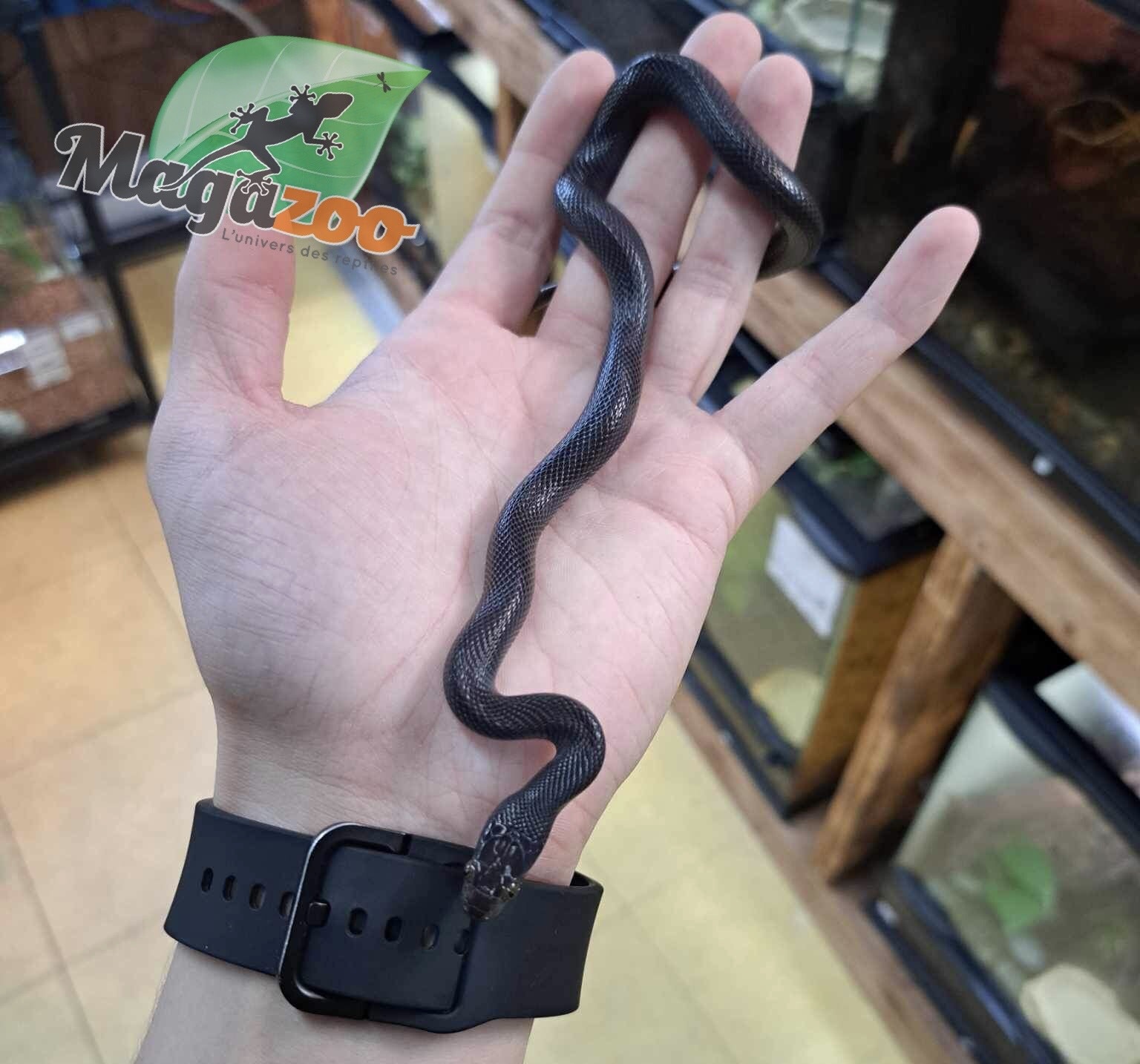 Magazoo Male Black African House Snake 2022 #1