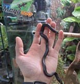 Magazoo Male Black African House Snake 2022 #1