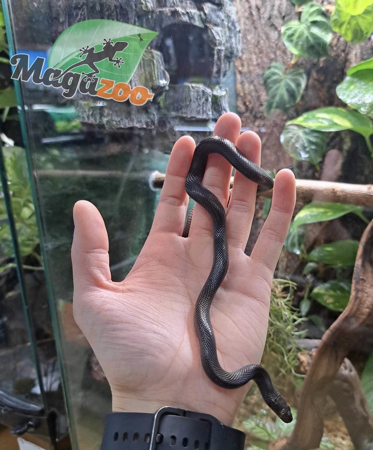 Magazoo Male Black African House Snake 2022 #1