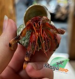 Magazoo Strawberry Hermit Crab