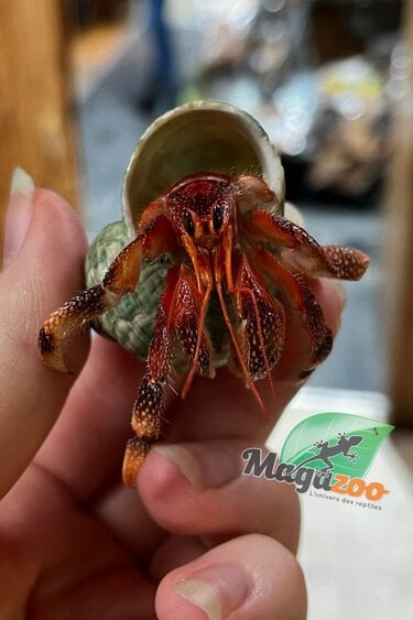 Magazoo Strawberry Hermit Crab