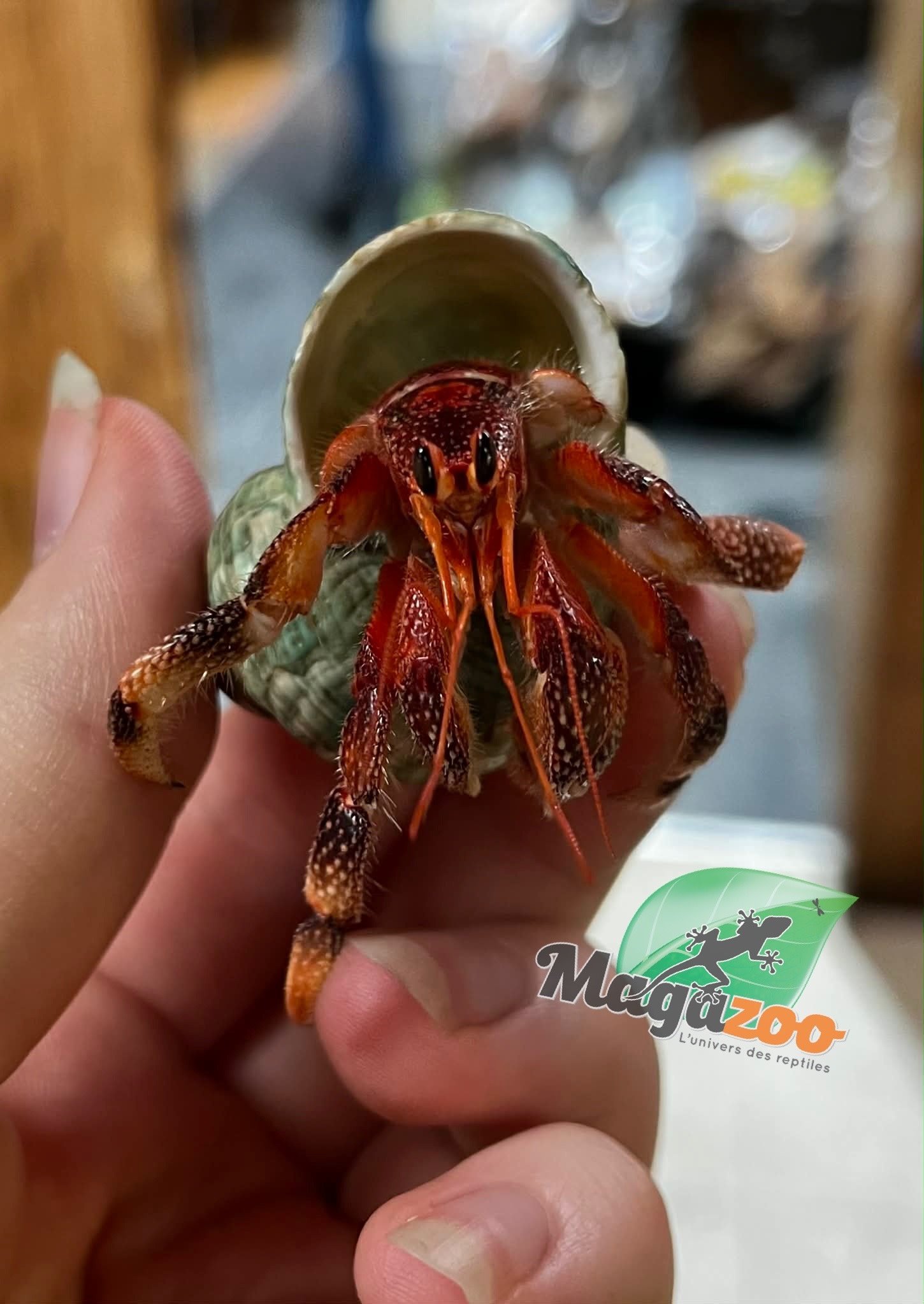 Magazoo Strawberry Hermit Crab