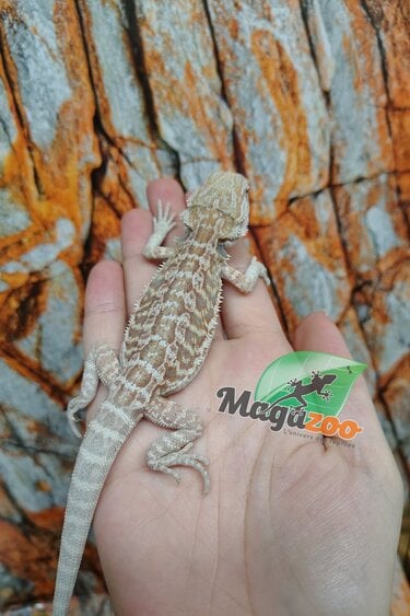 Magazoo Dragon barbu leatherback #F Femelle Juvénile