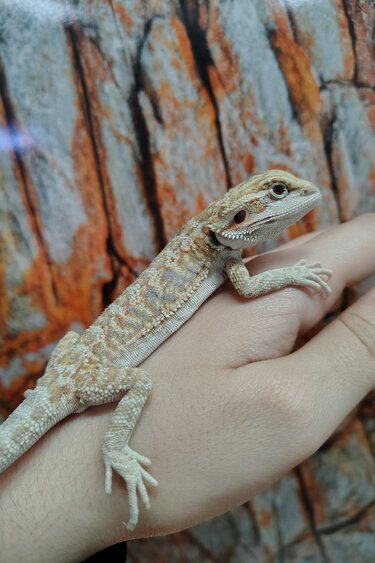 Magazoo Leatherback Female Juvenile Bearded dragon #E