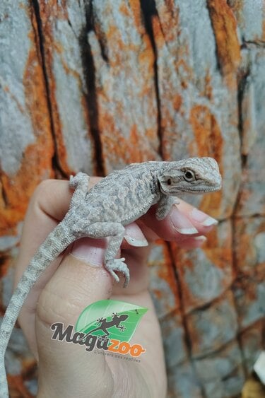 Magazoo Dragon barbu leatherback #C