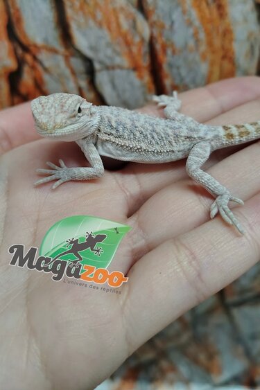Magazoo Dragon barbu Régulier #B