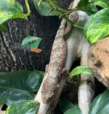 Magazoo Gecko chahoua Mainland Femelle (queue repoussée)