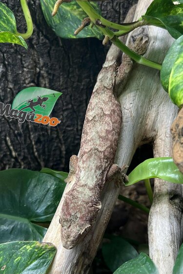 Magazoo Gecko chahoua Mainland Femelle (queue repoussée)