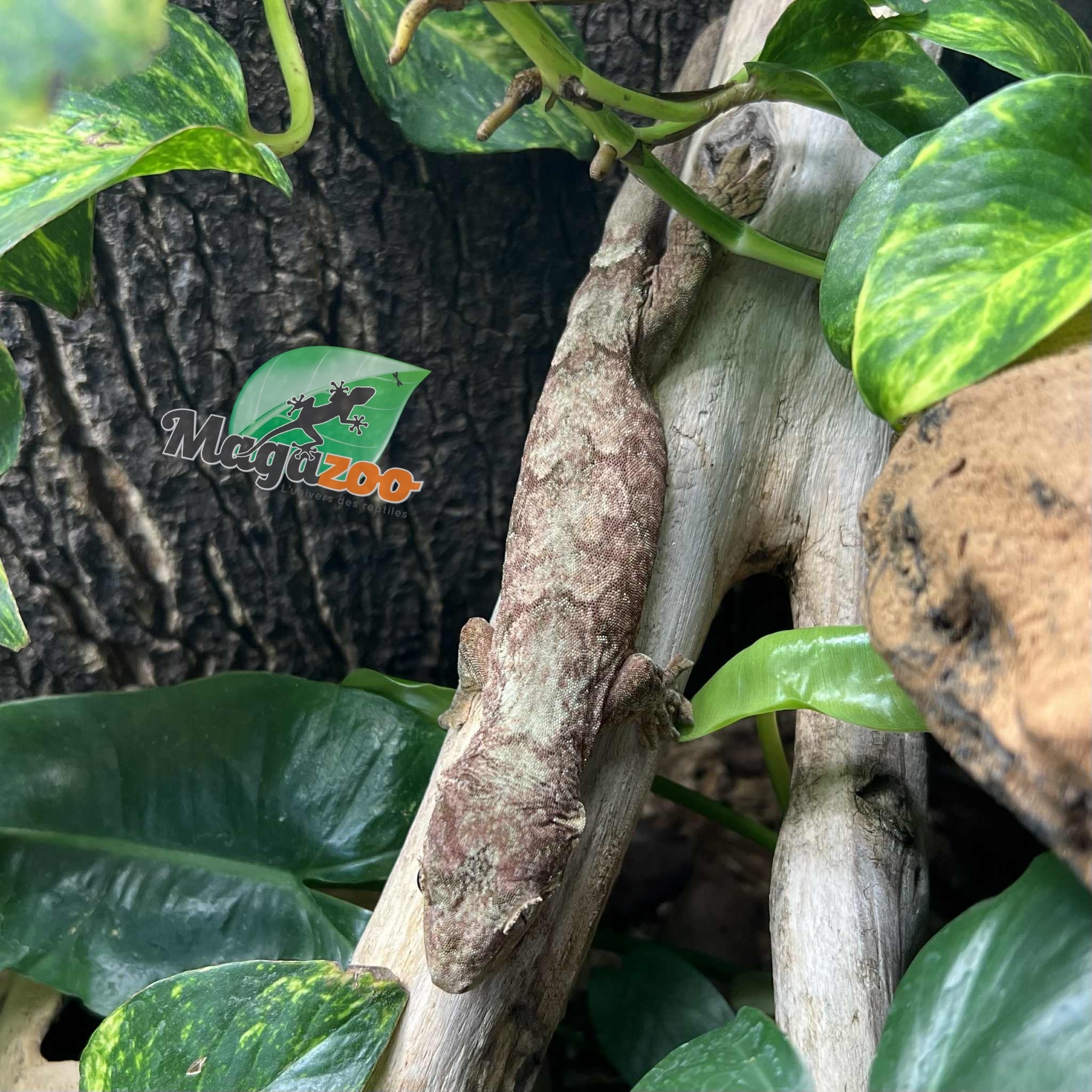 Magazoo Mainland Chahua Gecko