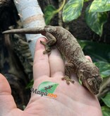 Magazoo Gecko chahoua Mainland Femelle (queue repoussée)