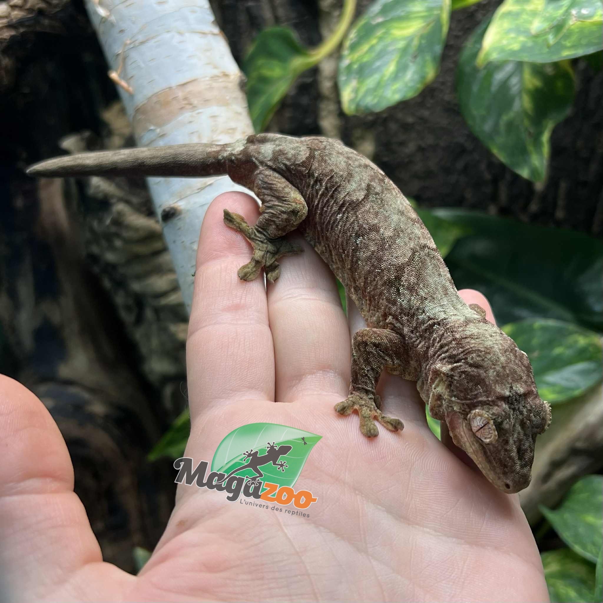 Magazoo Gecko chahoua Mainland Femelle (queue repoussée)
